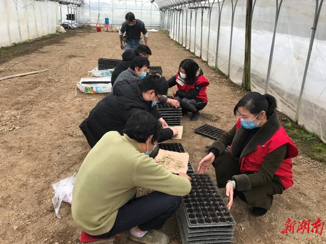 农业科普志愿服务队在围堤湖蔬菜基地讲解软盘播种技术,病虫害防治