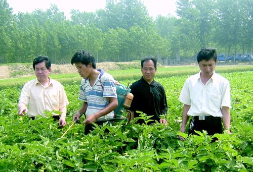 什集镇种植协会会长路修胜(右二)指导协会会员进行蔬菜病虫害防治
